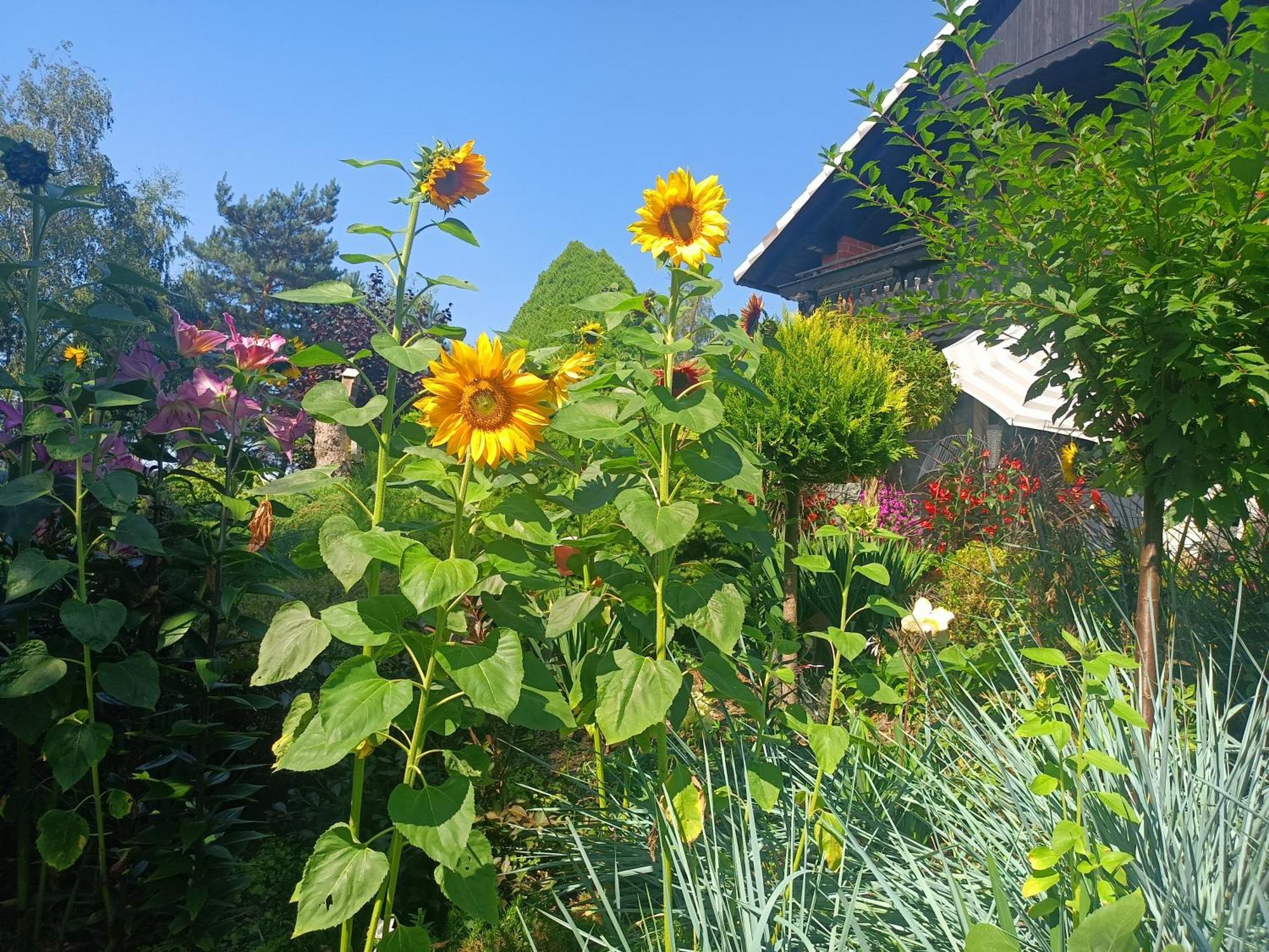 Hortus Apartament Z Klimatyzacja Boleslawiec  Kültér fotó